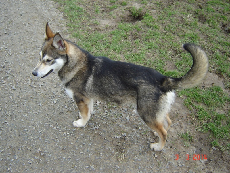  FLY, Husky, né en 07/2013 marron affectueux REFU22  ADOPTE C46gj-10