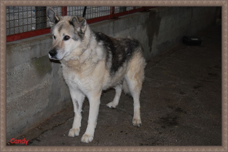 Candy   x berger husky (f) 2000/gris et blanc/ REF:74 ADOPTEE Chien214