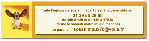 TYSON x husky labrador né 11/2012/ sociable joueur équilibré REF78 ADOPTER Contac10
