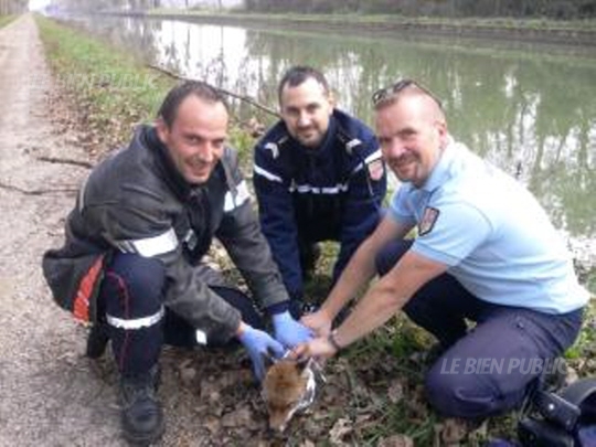 Longecourt-en-Plaine : un gendarme sauve un renardeau de la noyade  Deux-g10