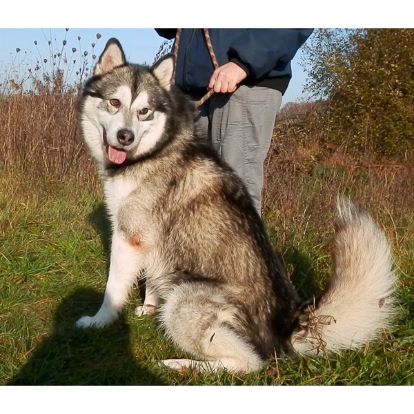 Flake malamute (m) REF:77 ADOPTE Flake210