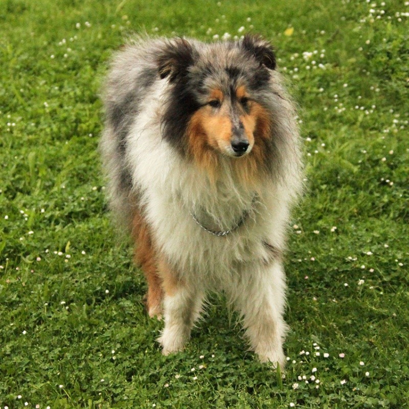 colley m bleu merle(4 ans)REFUGE GRAMMONT GENNEVILLIERS (92) Fucus211