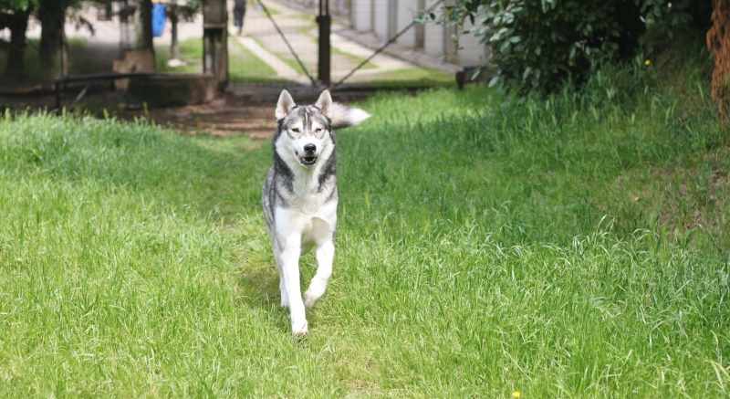 Hadès très beau husky doux gris charbonné 15 11/12 REFU44 ADOPTE Hadas214