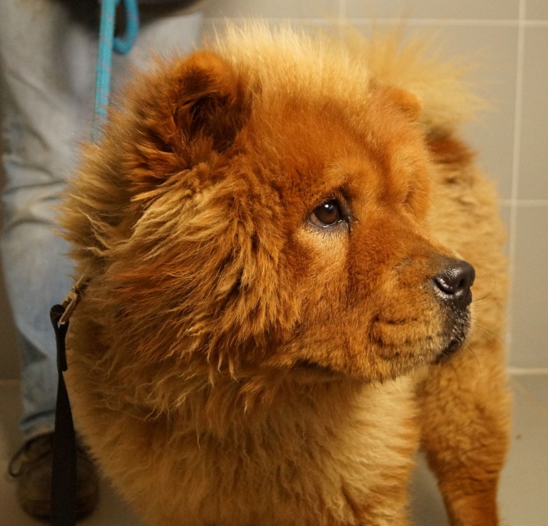 Hastor chow chow (f) fauve 11/2012/REF:78 ADOPTEE Hastor10