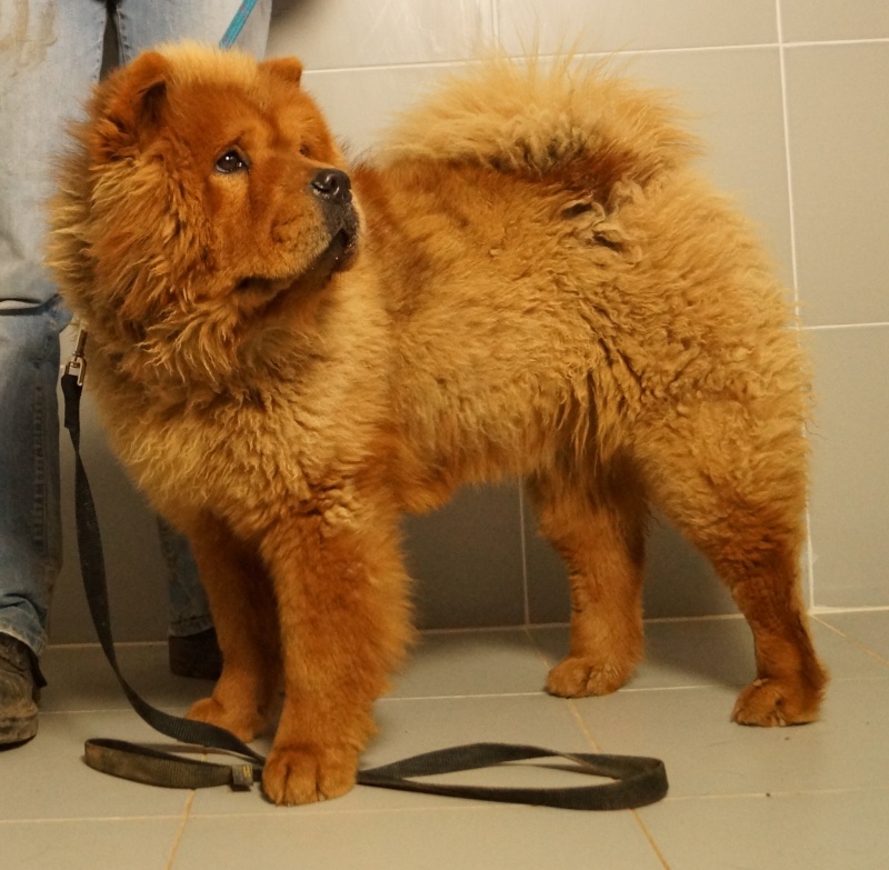 Hastor chow chow (f) fauve 11/2012/REF:78 ADOPTEE Hastor14