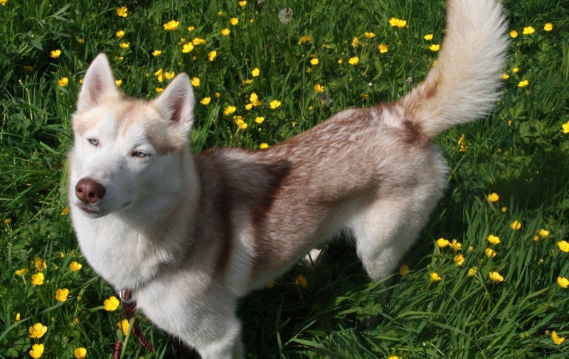HENKA  magnifique femelle husky de 2 ans très douce et caline REFU29  ADOPTEE Henka211