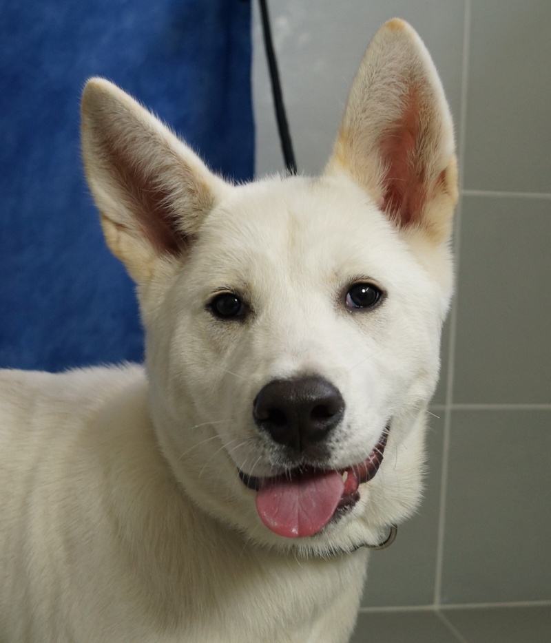 ICE akita inu (m)blanc 6 mois  ok chats et congénèresREF:78 ADOPTE Ice410