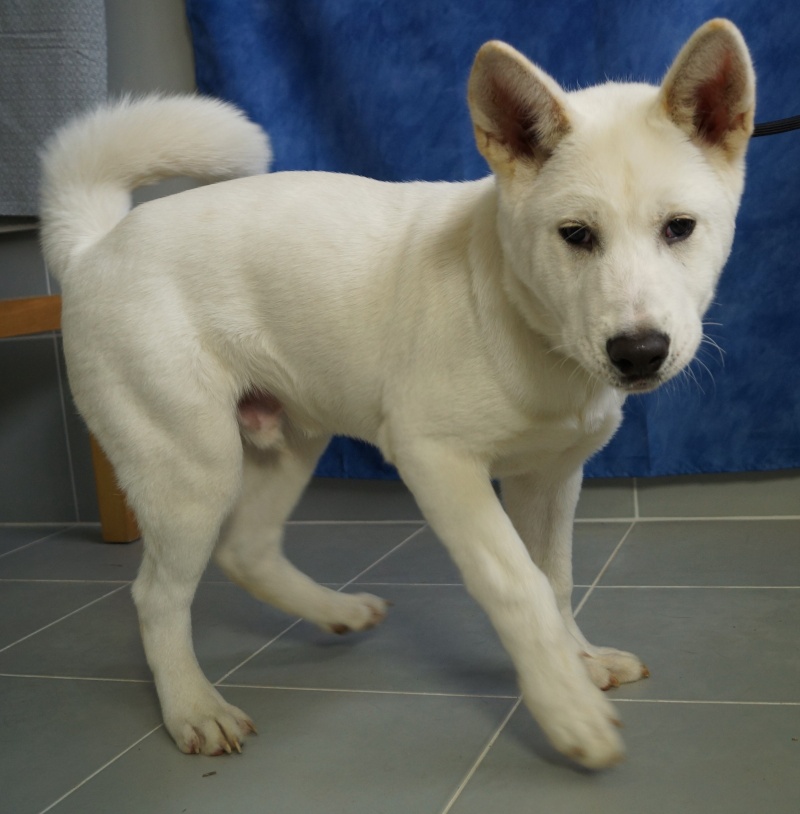 ICE akita inu (m)blanc 6 mois  ok chats et congénèresREF:78 ADOPTE Ice810