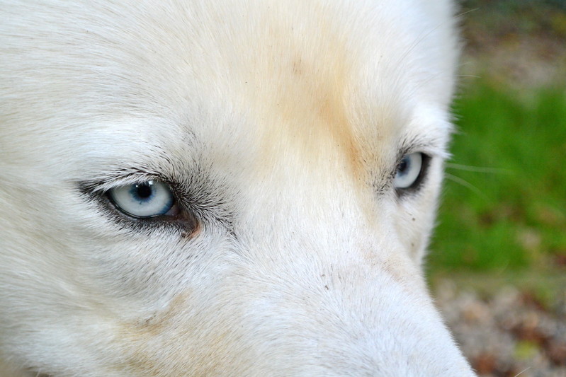 Izoard , rebaptisé Gwayak; Sibérian Husky, blanc/yeux bleu, pas de congénères REFU47 ADOPTE Image13
