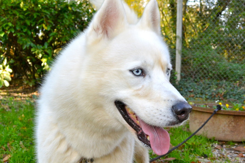 Izoard , rebaptisé Gwayak; Sibérian Husky, blanc/yeux bleu, pas de congénères REFU47 ADOPTE Image14