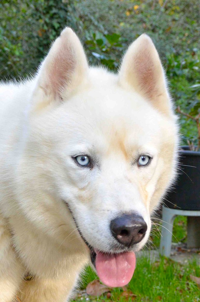 Izoard , rebaptisé Gwayak; Sibérian Husky, blanc/yeux bleu, pas de congénères REFU47 ADOPTE Image16