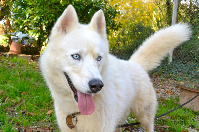 Izoard , rebaptisé Gwayak; Sibérian Husky, blanc/yeux bleu, pas de congénères REFU47 ADOPTE Imagec10