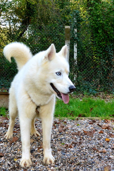 Izoard , rebaptisé Gwayak; Sibérian Husky, blanc/yeux bleu, pas de congénères REFU47 ADOPTE Imagec11