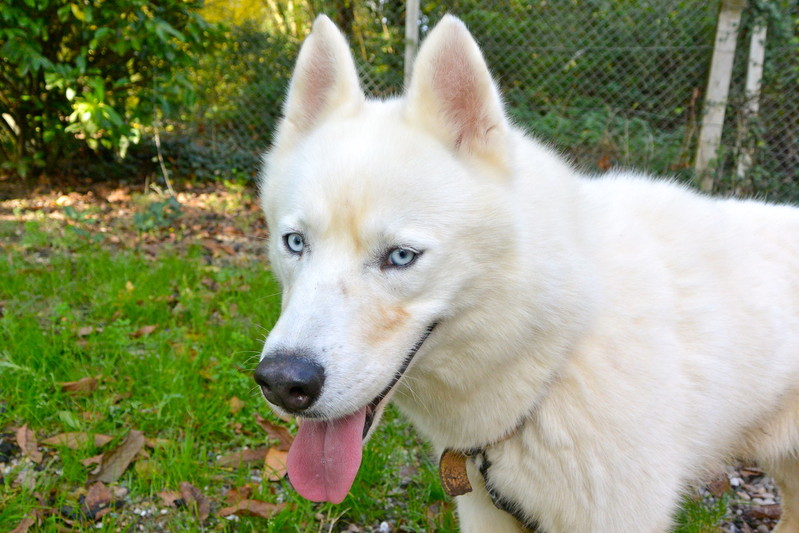 Izoard , rebaptisé Gwayak; Sibérian Husky, blanc/yeux bleu, pas de congénères REFU47 ADOPTE Imagec12