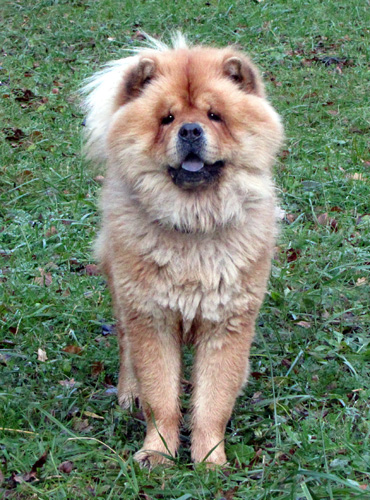 GRIZZLI  chow chow (m)  ASSO :73 ADOPTE Img_1010