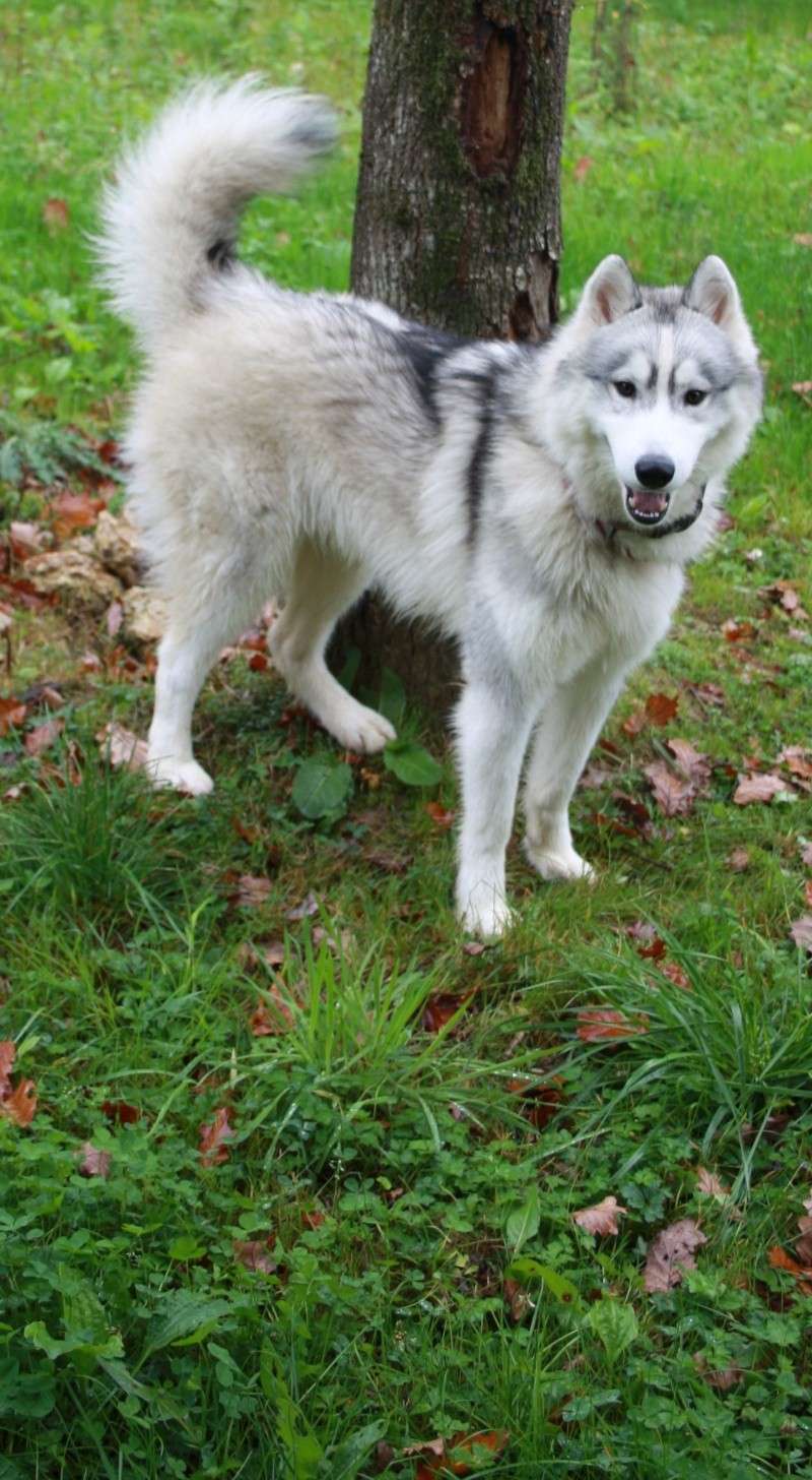 Royal husky (m) 10 mois blanc et gris  REF(78) ADOPTE Img_8710