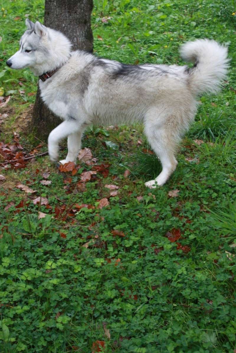 Royal husky (m) 10 mois blanc et gris  REF(78) ADOPTE Img_8712