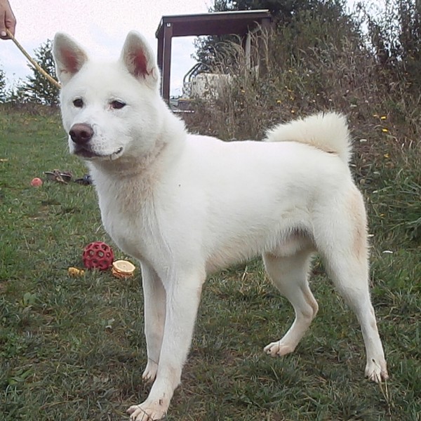 Joey akita inu (m) moyen  REF:77  ADOPTE Joey2011