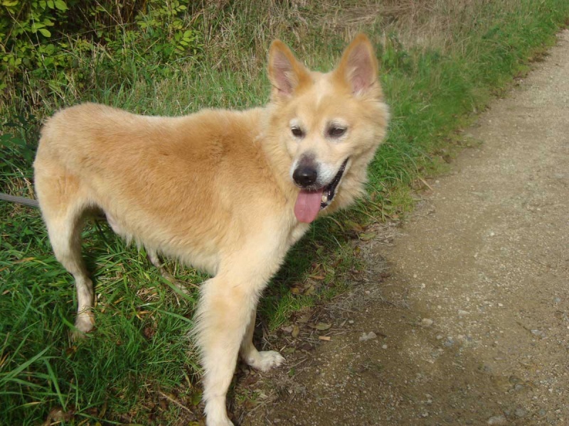 Junior petit x husky/labrador 7 ans, attachant ok congénères REFU29 ADOPTE Junior11