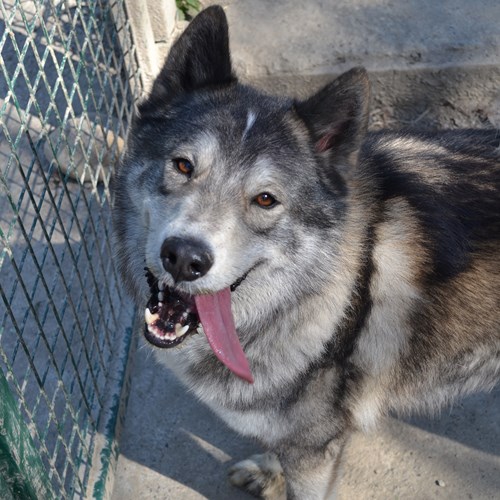 MAYTOOK type husky gris et blanc sociable 11/2011 REFU69 Adopté Mars2010