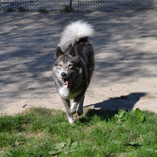 MAYTOOK type husky gris et blanc sociable 11/2011 REFU69 Adopté Mars2011