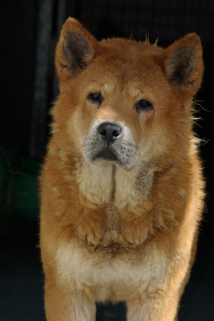 Pastèque chow chow (f) très timide REF:02 DECEDEE Pasteq10