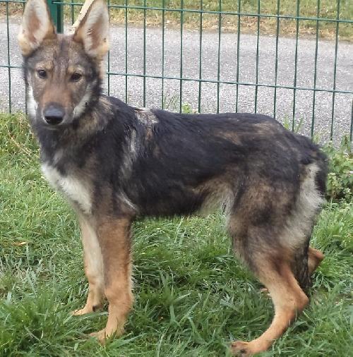  ILOUP  CR TYPE LOUP TCHEQUE (m) 9 MOIS REFU69 ADOPTE Re306711