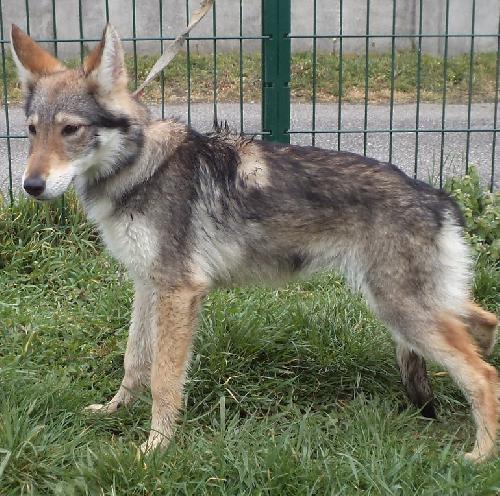  LORRA type CR LOUP TCHEQUE (f)fauve charbonné 8 mois REFU69 ADOPTEE Re306713