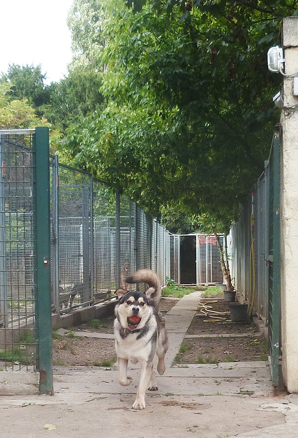 TYSON x husky labrador né 11/2012/ sociable joueur équilibré REF78 ADOPTER Tyson810
