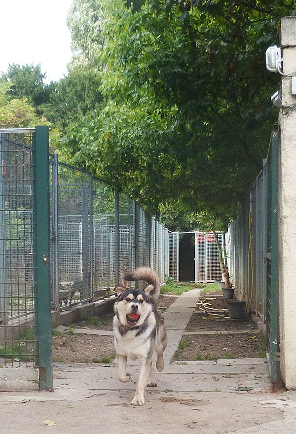 TYSON x husky  labrador né 11/2012/ sociable joueur équilibré  REF78 ADOPTER Tyson810