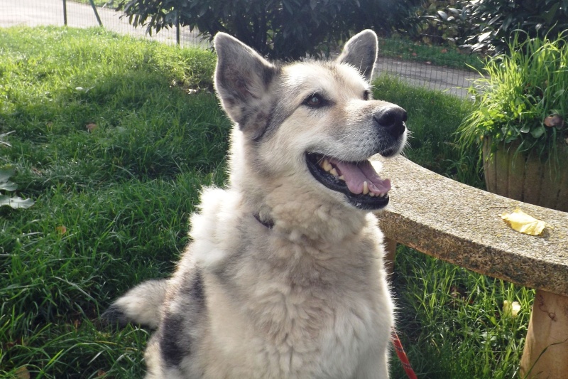 Candy   x berger husky (f) 2000/gris et blanc/ REF:74 ADOPTEE Vu_pho11