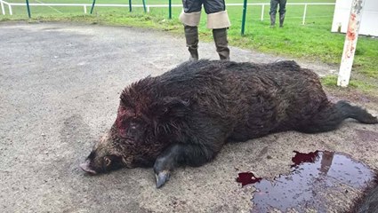 Battue aux grands gibiers saison 2016-2017 🐗 - Page 34 16711910