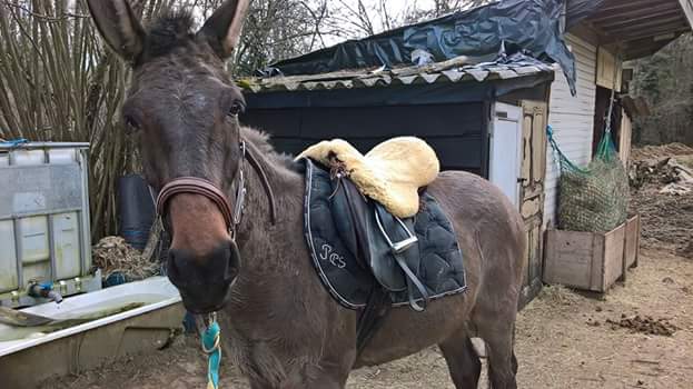 MINI UVALOU et DARWIN! adieu mon PASO 😭, darwin dressage, mon genou grave entorse, bienvenue à TAMARA - Page 14 Fb_img10