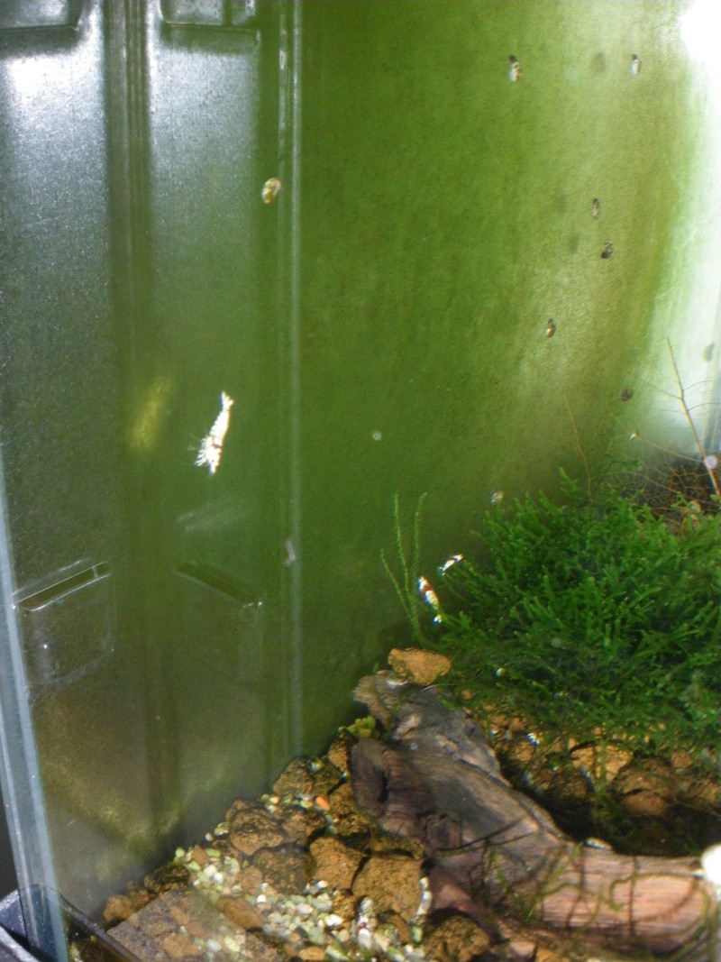 mini fish room déstinée à mes red crystal - Page 2 03910