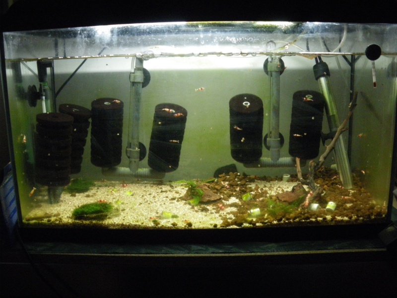 mini fish room déstinée à mes red crystal - Page 2 06610