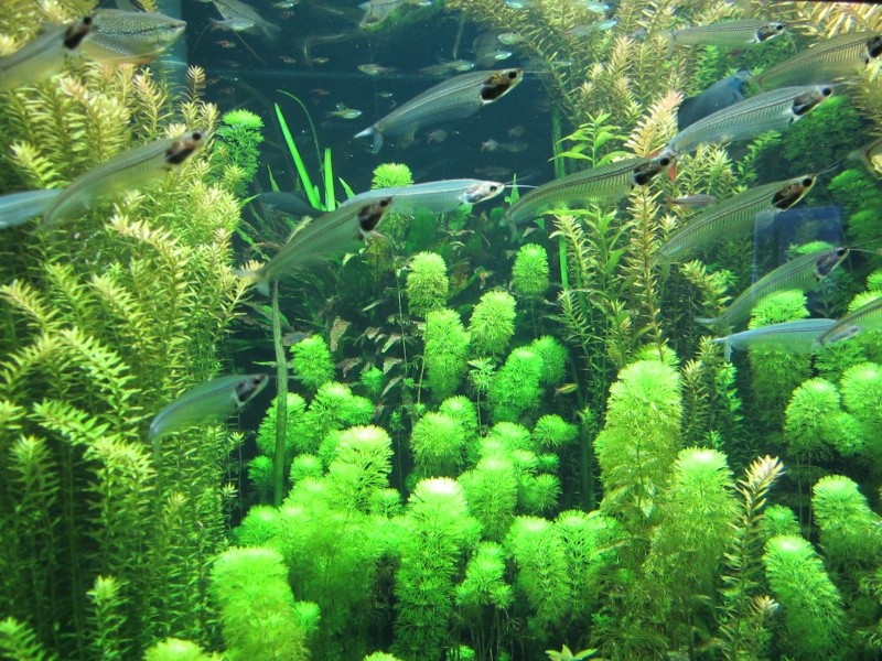 l'aquarium de berlin Img_0822