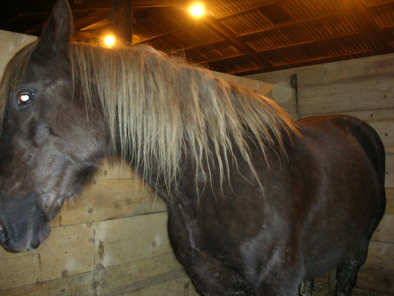 LOUISE - ONC x Comtois née en 2002 - adoptée  en janvier 2017 par Mélanie  Dscn8016