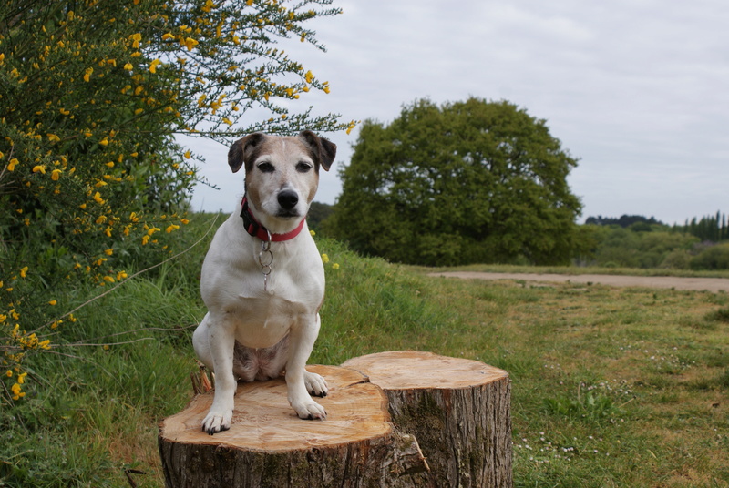 Blackie _ Jack Russell ! - Page 2 Dsc04213