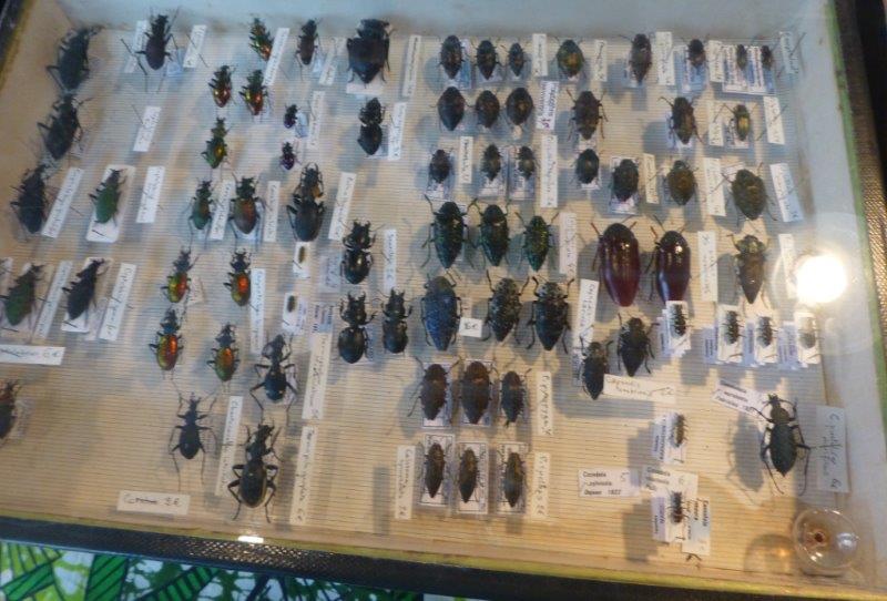 Exposition minéraux fossiles insectes Bourse13