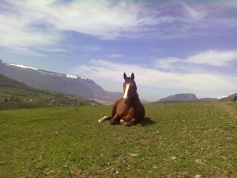 Concours photos "le cheval pendant la sieste" GAGNANTE : Tina 06042010