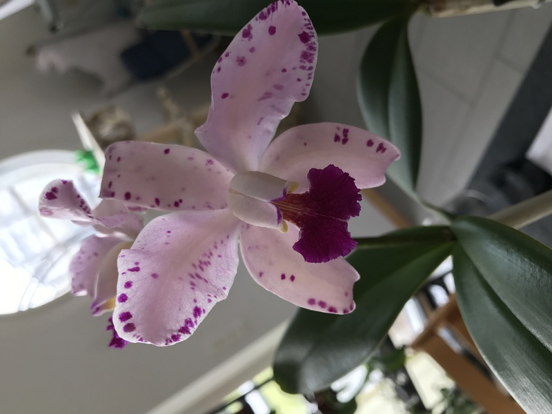 Cattleya amethystoglossa Img_0210