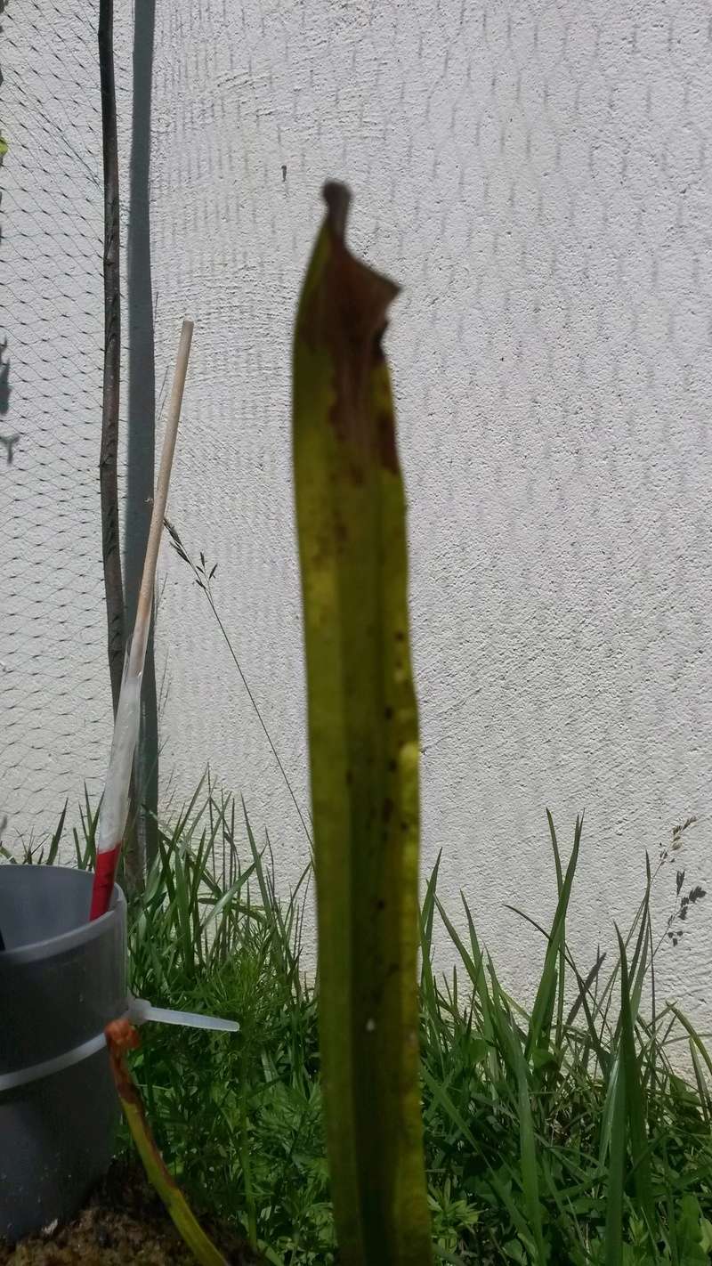 Sarracenia Mooreï & Darligotnia Californica 20170617