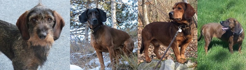  Forum des conducteurs de chien de sang