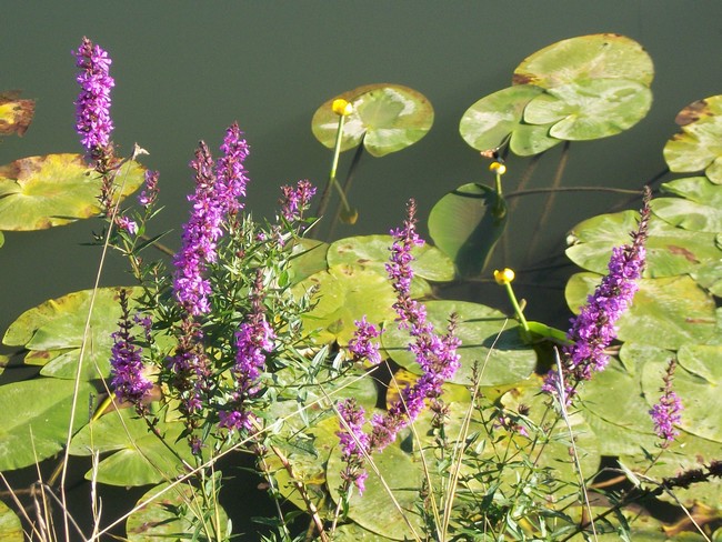 Qui a attrapé la plus jolie fleur sauvage ? - Page 3 Chipet10