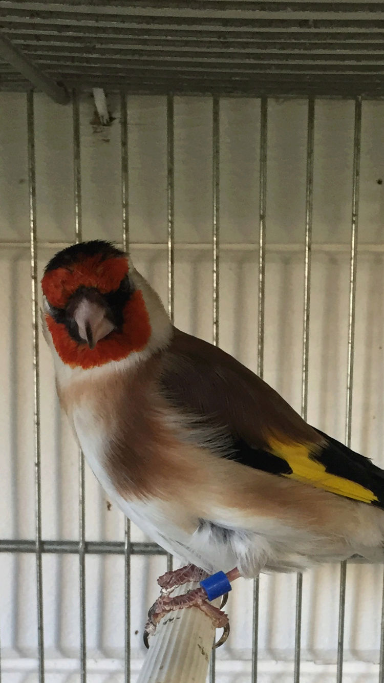 Conseil accouplement chardonneret canari