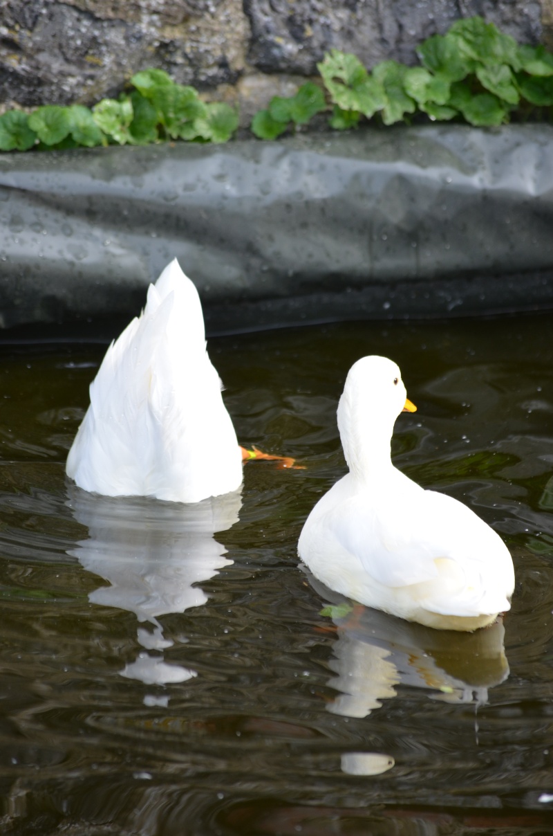  Les animaux de Math Dsc_0044