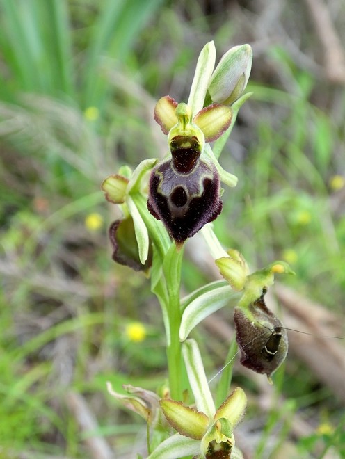 Quelques interrogations sur les orchidées sardes Ophrys10