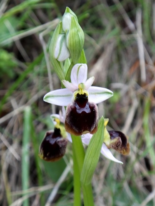 Quelques interrogations sur les orchidées sardes Ophrys11