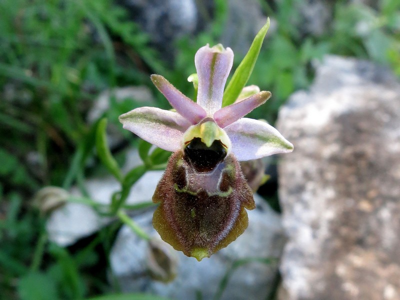 Quelques interrogations sur les orchidées sardes Ophrys12