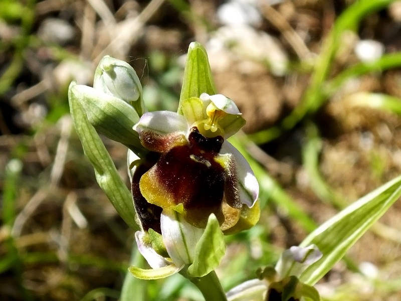 Quelques interrogations sur les orchidées sardes Ophrys13